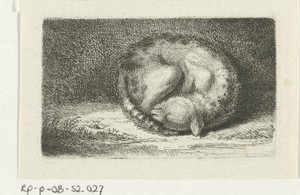 Slapende kat