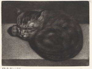 Slapende kat