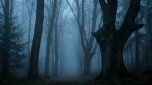 Slate Blue Forest Mist