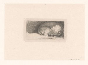 Sleaping puppy