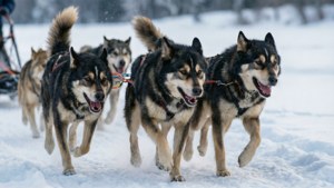 Sled Dogs Racing