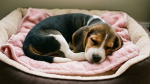 Sleeping Beagle Curled