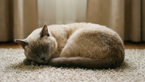 Sleeping Beige Cat