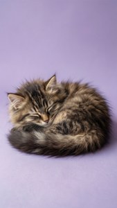 Sleeping Cat PNG