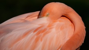 Sleeping Flamingo Peace