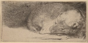 Sleeping Puppy