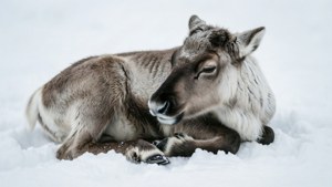 Sleeping Reindeer Calf