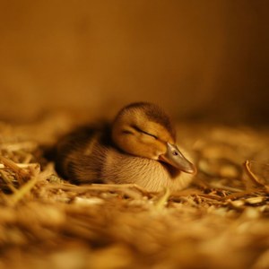 Sleeping Straw Duckling