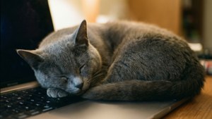 Sleepy Cat Keyboard