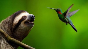 Sloth and Hummingbird