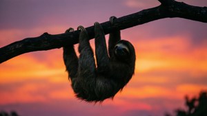 Sloth Sunset Silhouette