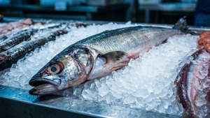 Smelt on Ice