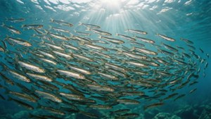 Smelt School Sunbeams
