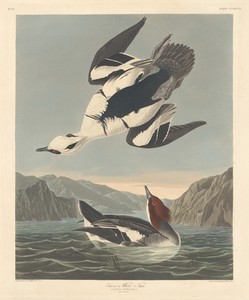 Smew or White Nun
