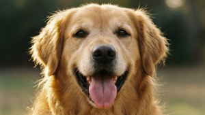 Smiling Golden Retriever
