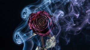 Smoke and Rose