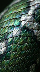Snake Scales Macro