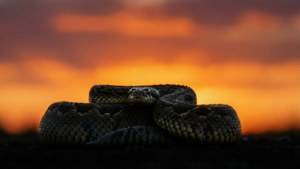 Snake Silhouette Sunset