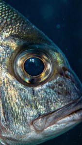Snapper Eye Close-Up