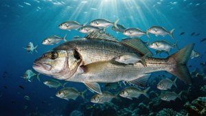 Snapper with Silver School