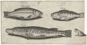 Snoek, baars, zeelt en een kikker