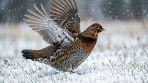 Snow Flight Grouse