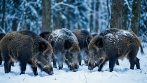 Snow Foraging Boars