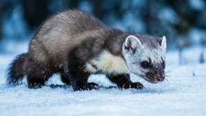 Snow Hunter