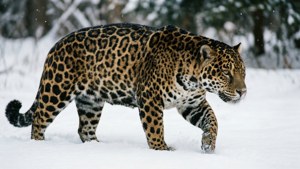Snow Jaguar