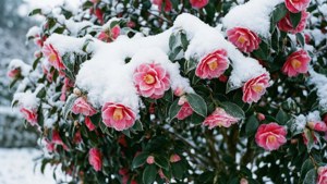 Snow-Kissed Camellia
