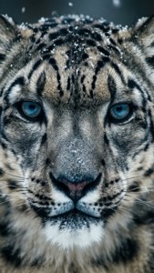 Snow Leopard Gaze