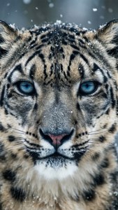 Snow Leopard Gaze