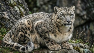 Snow Leopard Mountain