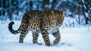 Snow Leopard Walk