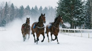 Snow Sprint