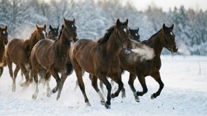 Snow Track Sprint