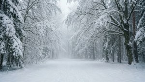 Snowfall in Forest