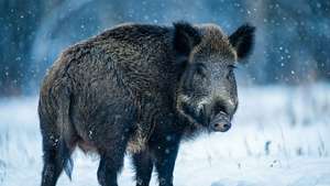 Snowfall Lookback Boar