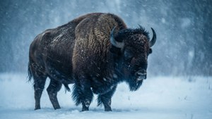 Snowstorm Buffalo