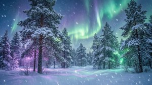 Snowy Aurora Forest