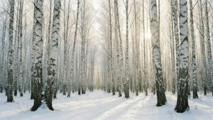 Snowy Birch Forest