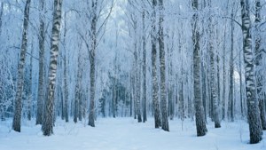 Snowy Birch Forest