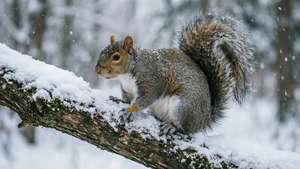 Snowy Branch
