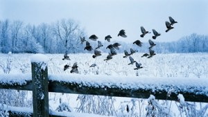 Snowy Fields Birds