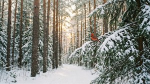 Snowy Forest Cardinal