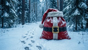Snowy Forest Discovery