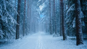 Snowy Forest Path