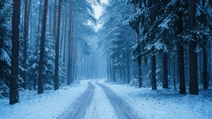 Snowy Forest Path