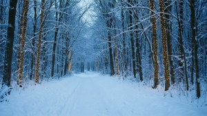 Snowy Forest Path