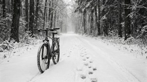 Snowy Forest Path